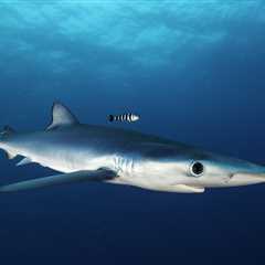 The Unique Traits and Behaviors of the Stunning Blue Shark