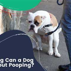 How Long Can A Dog Go Without Pooping?