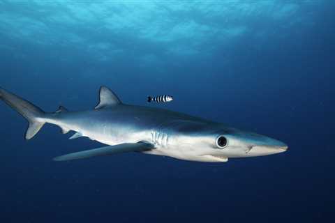 The Unique Traits and Behaviors of the Stunning Blue Shark