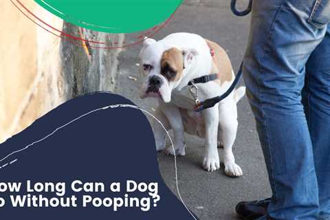 How Long Can A Dog Go Without Pooping?