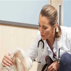 Why Choosing the Right Veterinarian in Augusta, GA Matters for Your Pet’s Health