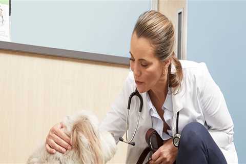 Why Choosing the Right Veterinarian in Augusta, GA Matters for Your Pet’s Health