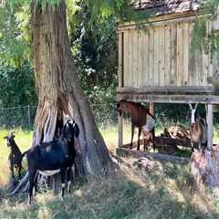 The Compassionate Community: Promoting Animal Welfare in Snohomish County, WA