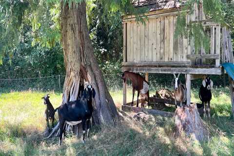 The Compassionate Community: Promoting Animal Welfare in Snohomish County, WA