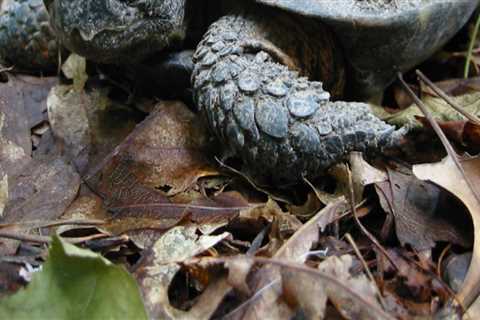 Preserving Endangered Species in Northern Virginia: An Expert's Perspective