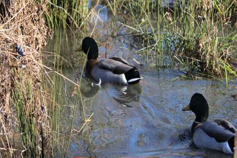 The Hidden Gem of Northern Virginia: The Vital Role of Wetlands in Preserving Natural Resources