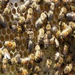 The Changing Landscape of Beekeeping in McDowell County, North Carolina
