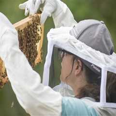 The Enduring Legacy of Beekeeping in McDowell County, North Carolina
