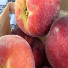 The Best Time to Experience the Vibrant Public Markets in Duval County, Florida