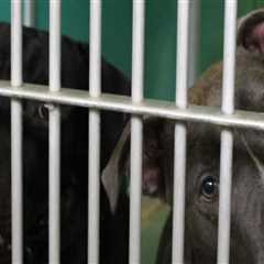 The Controversy of Euthanasia at Animal Rescue Centers in Broward County, Florida