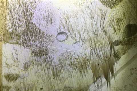 Commercial Building Maintenance: The Risks Of Ignoring Mold In Kansas City