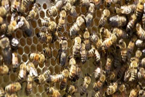 The Changing Landscape of Beekeeping in McDowell County, North Carolina