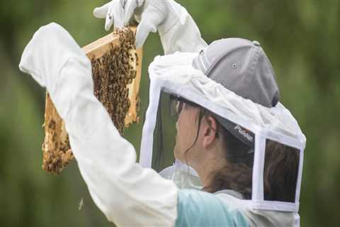 The Enduring Legacy of Beekeeping in McDowell County, North Carolina