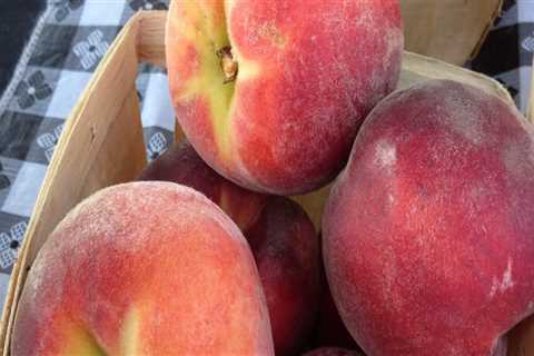 The Vibrant World of Public Markets in Duval County, Florida