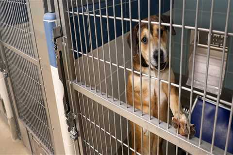 The Impact of Foster Programs on Animal Rescue Centers in Broward County, Florida