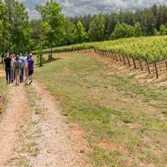 The Ultimate Guide to Wine Tours in Harris County, Texas