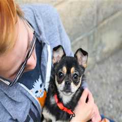 Volunteer Opportunities for Animal Welfare in Salt Lake County, Utah: A Guide from an Expert