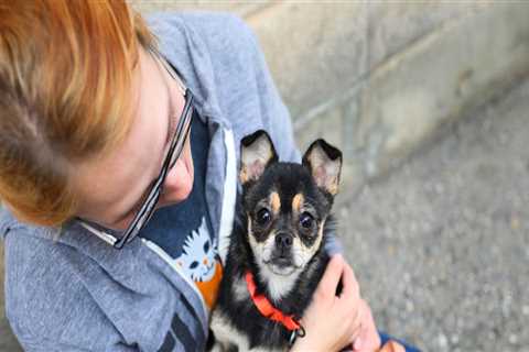Volunteer Opportunities for Animal Welfare in Salt Lake County, Utah: A Guide from an Expert