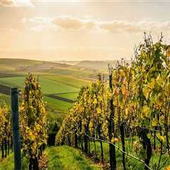 Navigating the Competitive Wine Industry in Central California: An Expert's Perspective