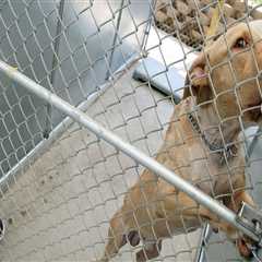 The State of Animal Welfare Laws in East Tennessee