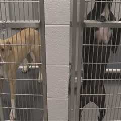 Ensuring the Well-Being of Pets in East Tennessee