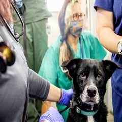 Promoting Responsible Pet Ownership in East Tennessee
