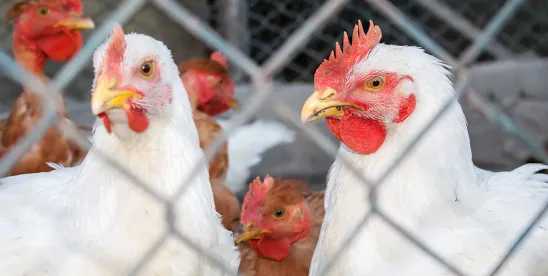EU Recognizes Brazil’s Bird Flu-Free Status