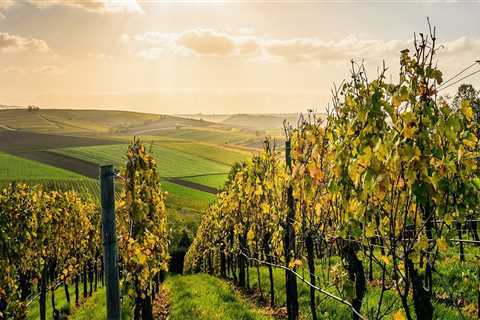 Navigating the Competitive Wine Industry in Central California: An Expert's Perspective