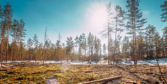 European Commission Considers Proposal for a New One-Year Delay of the EU Deforestation Regulation