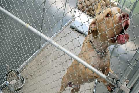 The State of Animal Welfare Laws in East Tennessee