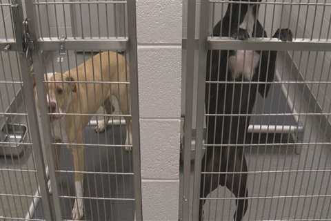 Ensuring the Well-Being of Pets in East Tennessee