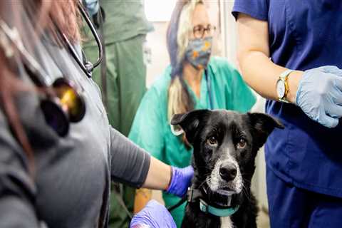 Promoting Responsible Pet Ownership in East Tennessee
