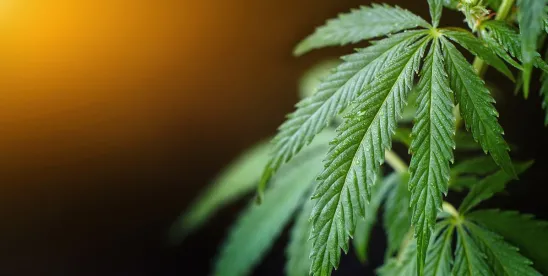 The Cannabis Industry’s $6 Billion Debt Wall