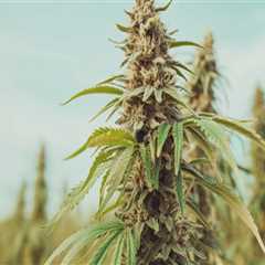 The Changing Landscape of Cannabis in Southwest Washington