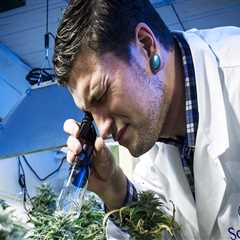 The Growing Impact of Cannabis Businesses in Southwest Washington