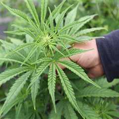 The Impact of Dispensary Restrictions in Southwest Washington