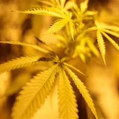 The Ins and Outs of Growing Cannabis in Southwest Washington