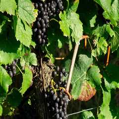 The Challenges and Rewards of Growing Grapes in Western Washington