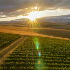 The Fascinating Influence of Geology on Grape Production in Western Washington