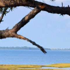 Preserving the Beauty of Northwest Florida: A Look at Environmental Organizations