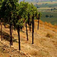 The Impact of Terroir on the Wine Industry in Southwest Washington