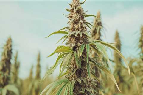The Changing Landscape of Cannabis in Southwest Washington