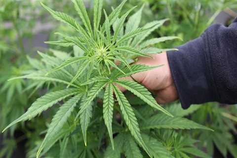 The Impact of Dispensary Restrictions in Southwest Washington