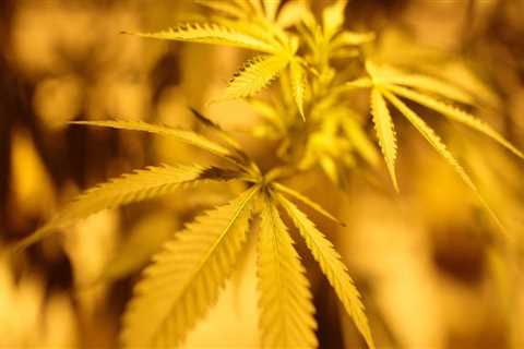 The Ins and Outs of Growing Cannabis in Southwest Washington