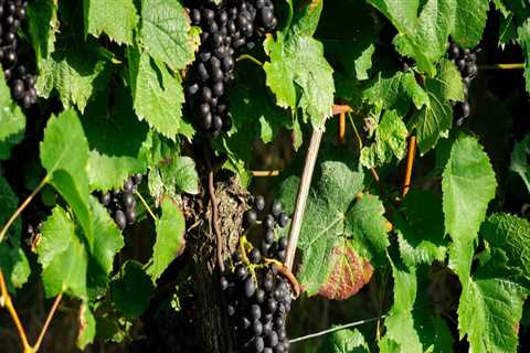 The Challenges and Rewards of Growing Grapes in Western Washington