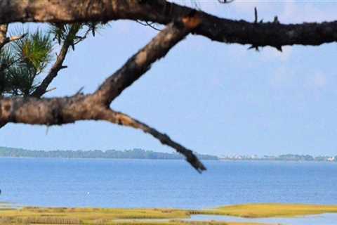 Preserving the Beauty of Northwest Florida: A Look at Environmental Organizations