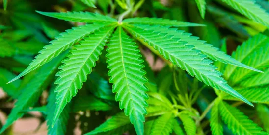 Product Liability Considerations for Cannabis and Cardiovascular Risks