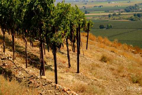 The Impact of Terroir on the Wine Industry in Southwest Washington