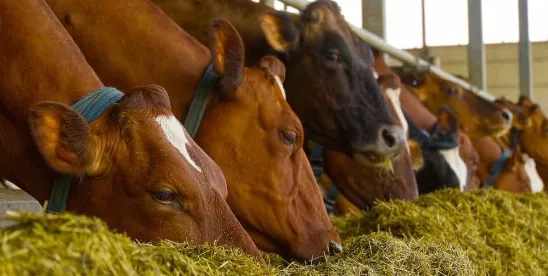 Federal Appeals Court Upholds Massachusetts Animal Welfare Law