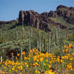 The Top Health Concerns for Seniors in Pinal County, Arizona: An Expert's Perspective